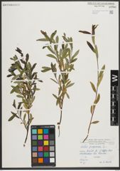 Foto von Salix purpurea L.
